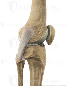 Knee Bone, Ligaments Lateral Extended Image