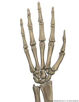 Hand and Wrist Bone Palmar Image
