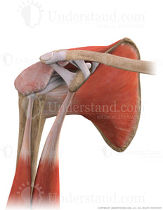 Shoulder Bursitis Anterior Three Quarter Image