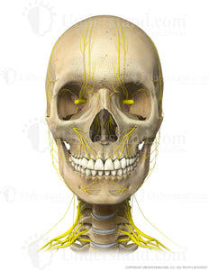 Head and Neck Bone, Nerves Anterior Image