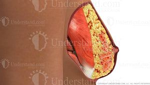 Breast Anatomy Cross Section Image
