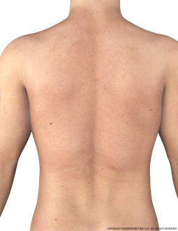 Torso Male Posterior Image