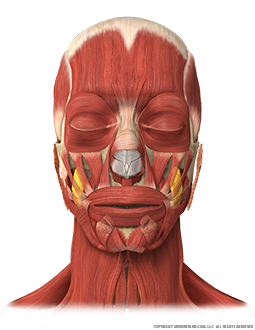 Head and Neck Bone, Muscles, Glands Anterior Image