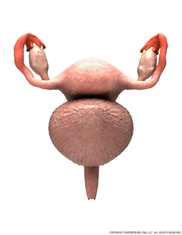 Reproductive System Female Image