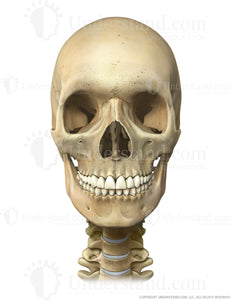 Head and Neck Bone Anterior Image