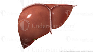 Liver Anterior Image