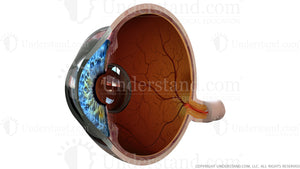 Eye Cross Section Image