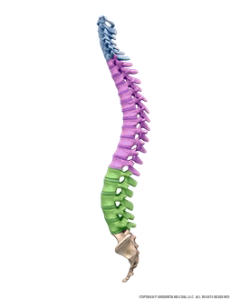 Spine Bones and Discs with Highlighted Regions Lateral Image