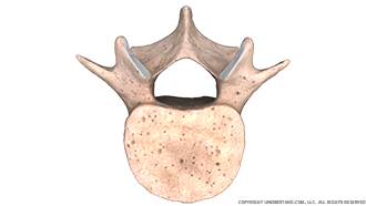 Lumbar (L4) Vertebra Image