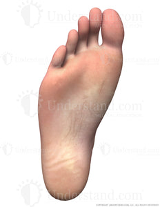 Foot Male Right Plantar Image