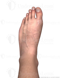 Foot Male Left Dorsal Image