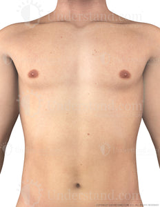 Torso Male Anterior Image