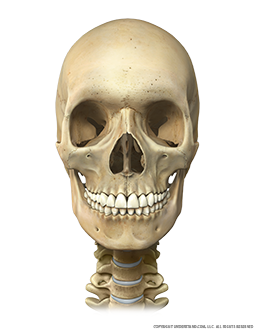 Head and Neck Bone Anterior Image