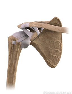 Shoulder Bone, Ligaments Anterior Three Quarter Image