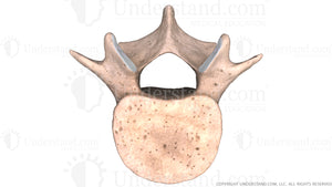 Lumbar (L4) Vertebra Image