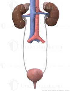 Urinary System Female Image