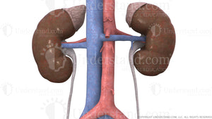 Kidneys, Ureters, Adrenal Glands, Circulation Image