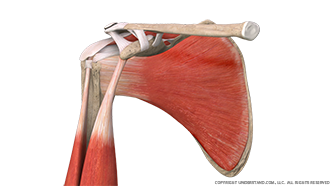 Shoulder Bone, Muscles, Ligaments Anterior Image