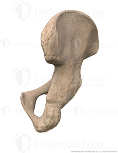 Pelvis Posterior Image