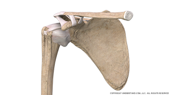 Shoulder Bone, Ligaments Anterior Image
