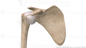 Shoulder Instability Anterior Image