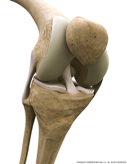 Knee Bone, Ligaments Anterior Three Quarter Flexed Image