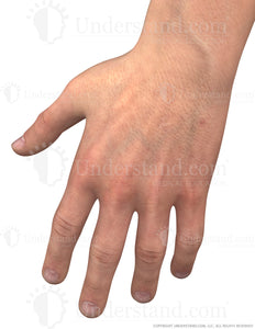 Hand Male Left Dorsal Image