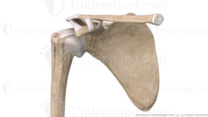 Shoulder Bone, Ligaments Anterior Image